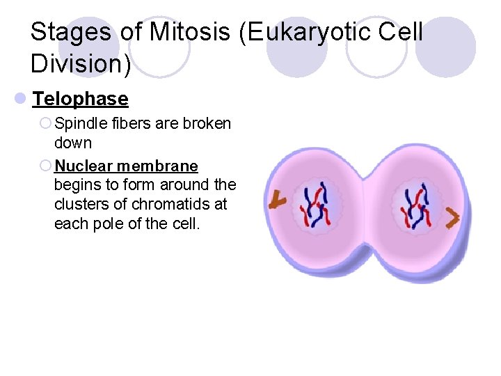 Stages of Mitosis (Eukaryotic Cell Division) l Telophase ¡ Spindle fibers are broken down