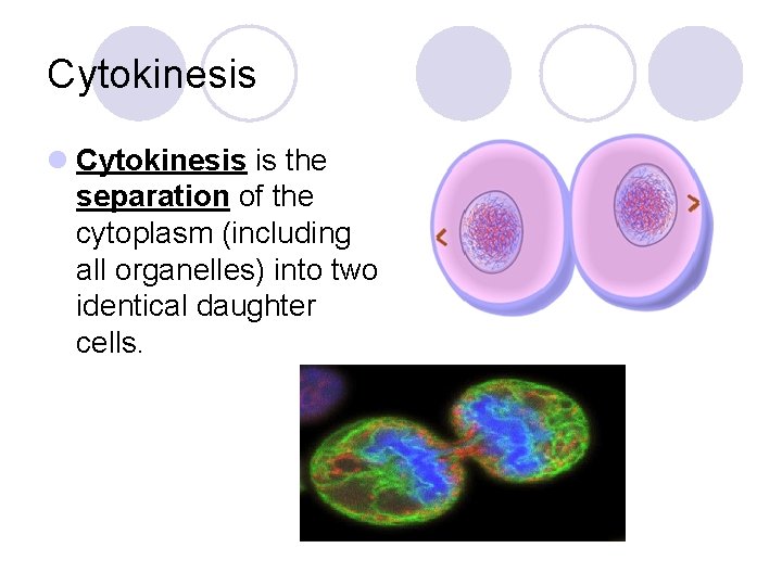 Cytokinesis l Cytokinesis is the separation of the cytoplasm (including all organelles) into two
