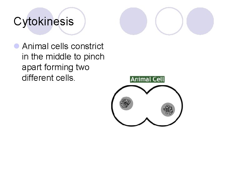 Cytokinesis l Animal cells constrict in the middle to pinch apart forming two different