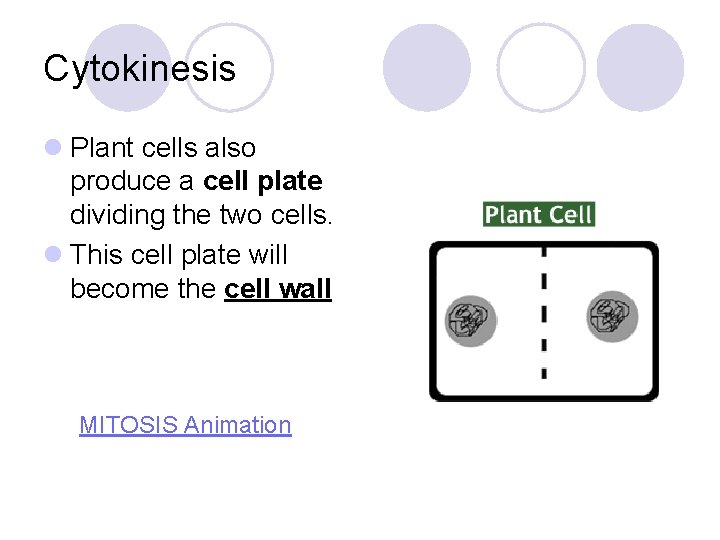 Cytokinesis l Plant cells also produce a cell plate dividing the two cells. l