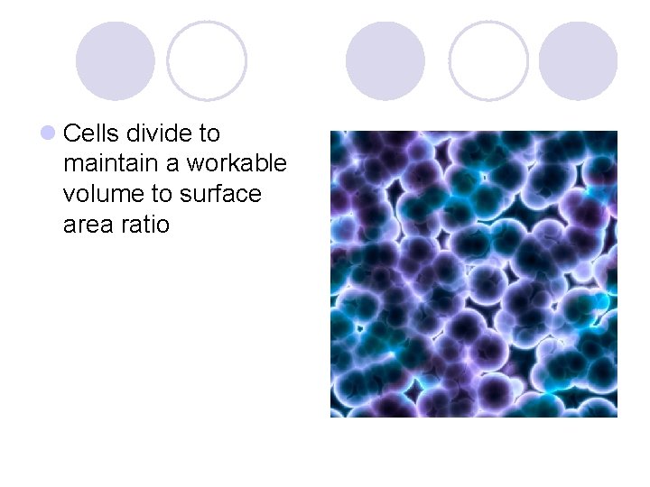 l Cells divide to maintain a workable volume to surface area ratio 