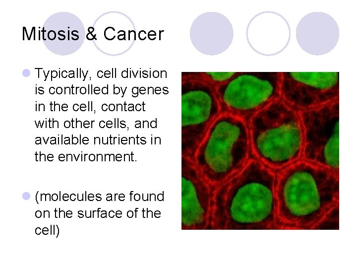 Mitosis & Cancer l Typically, cell division is controlled by genes in the cell,