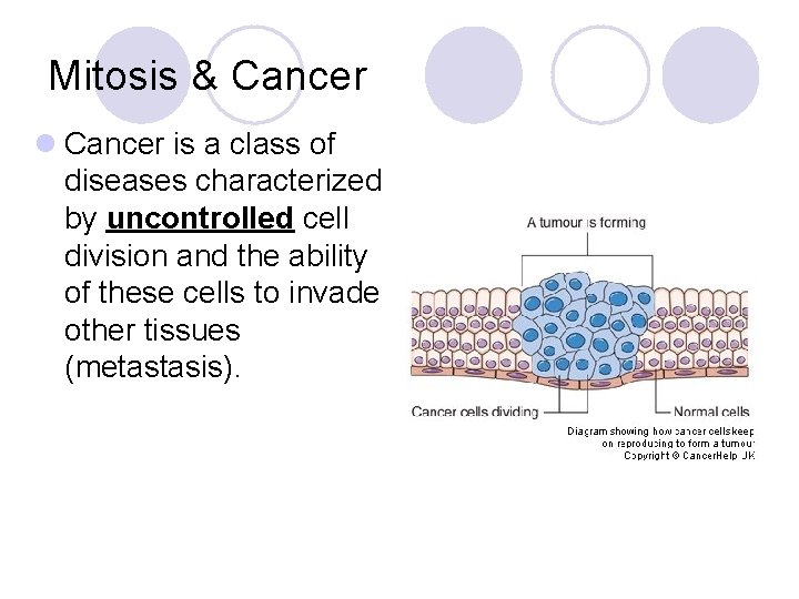 Mitosis & Cancer l Cancer is a class of diseases characterized by uncontrolled cell