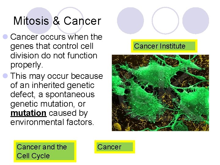 Mitosis & Cancer l Cancer occurs when the genes that control cell division do