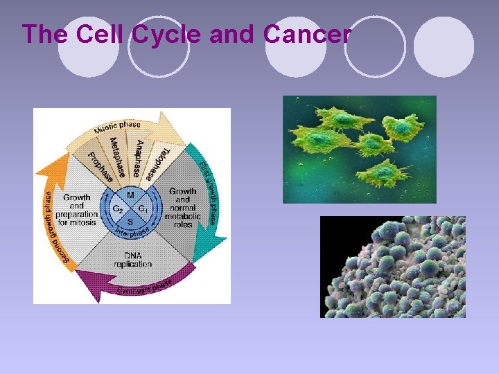The Cell Cycle and Cancer 