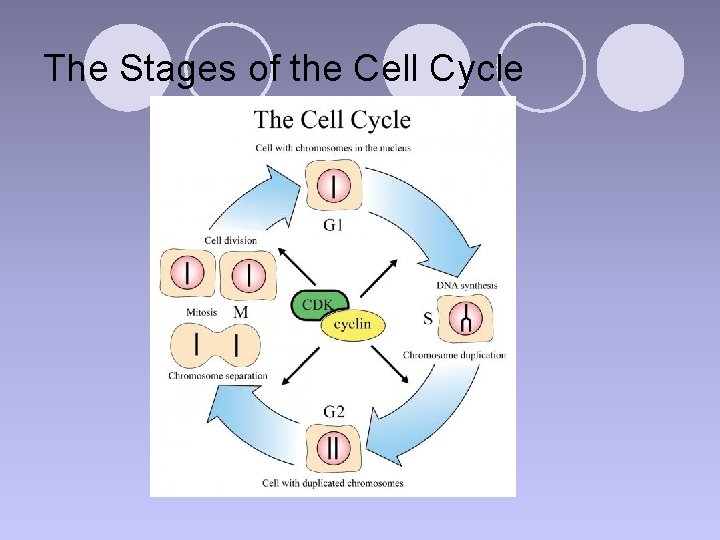 The Stages of the Cell Cycle 