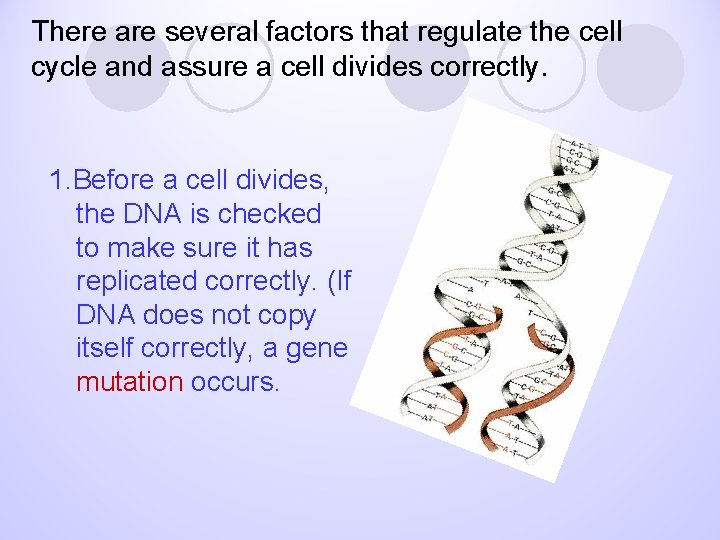 There are several factors that regulate the cell cycle and assure a cell divides
