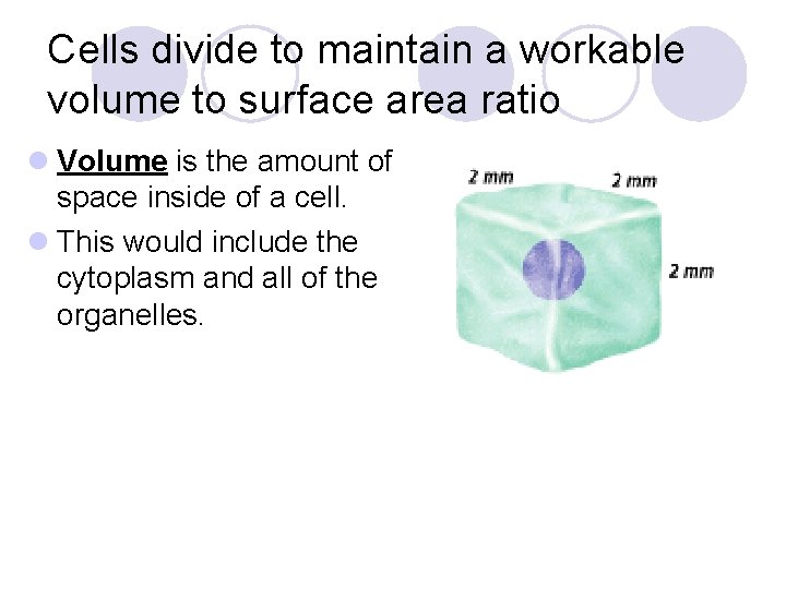 Cells divide to maintain a workable volume to surface area ratio l Volume is