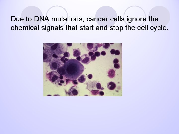 Due to DNA mutations, cancer cells ignore the chemical signals that start and stop