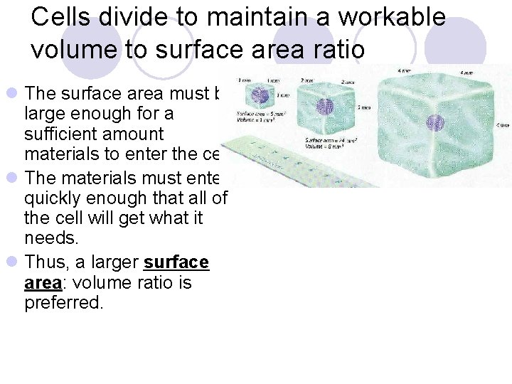 Cells divide to maintain a workable volume to surface area ratio l The surface