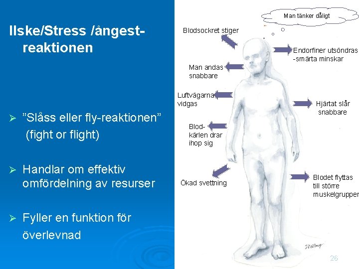 Man tänker dåligt Ilske/Stress /ångestreaktionen Blodsockret stiger Endorfiner utsöndras -smärta minskar Man andas snabbare
