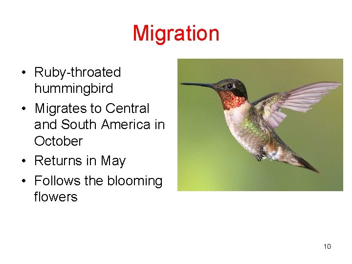 Migration • Ruby-throated hummingbird • Migrates to Central and South America in October •