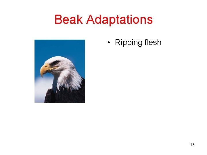 Beak Adaptations • Ripping flesh 13 