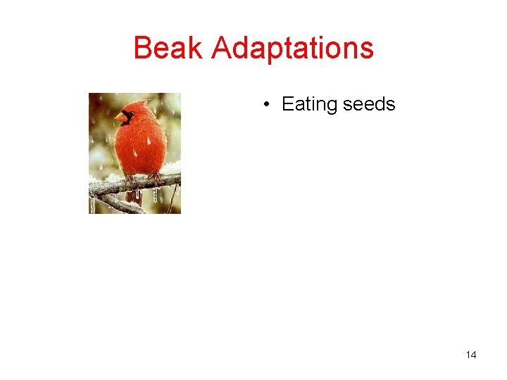 Beak Adaptations • Eating seeds 14 