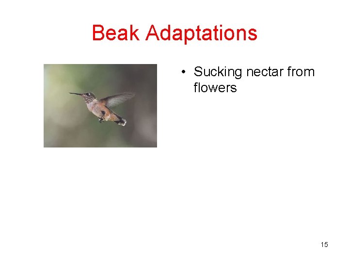 Beak Adaptations • Sucking nectar from flowers 15 