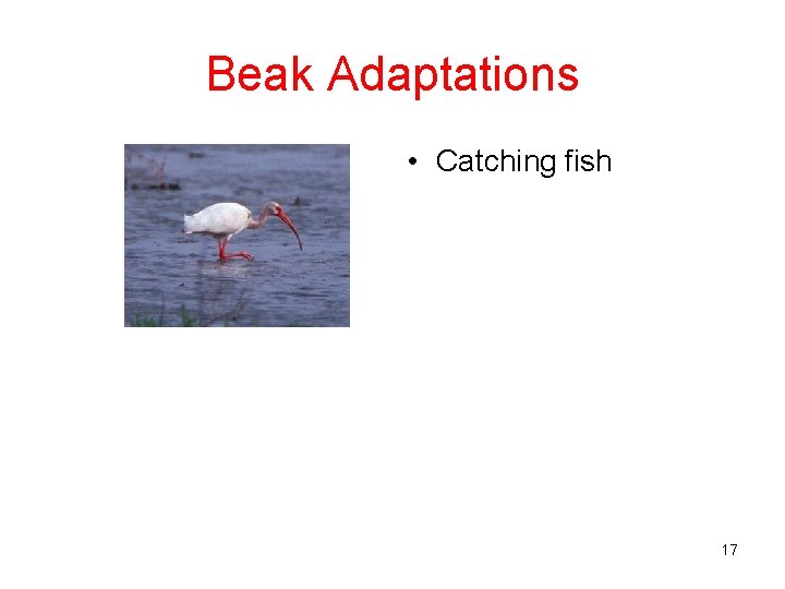 Beak Adaptations • Catching fish 17 