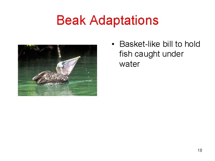 Beak Adaptations • Basket-like bill to hold fish caught under water 18 