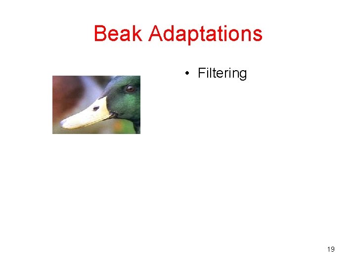 Beak Adaptations • Filtering 19 