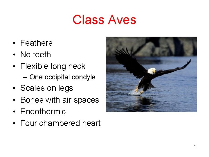 Class Aves • Feathers • No teeth • Flexible long neck – One occipital