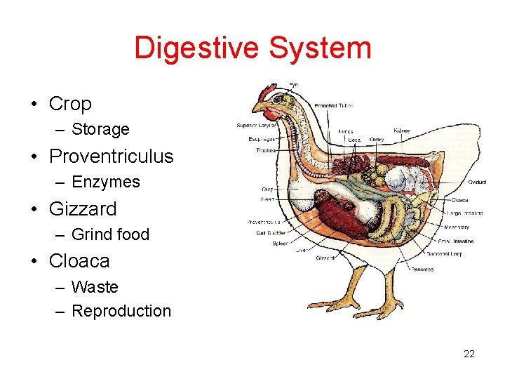 Digestive System • Crop – Storage • Proventriculus – Enzymes • Gizzard – Grind