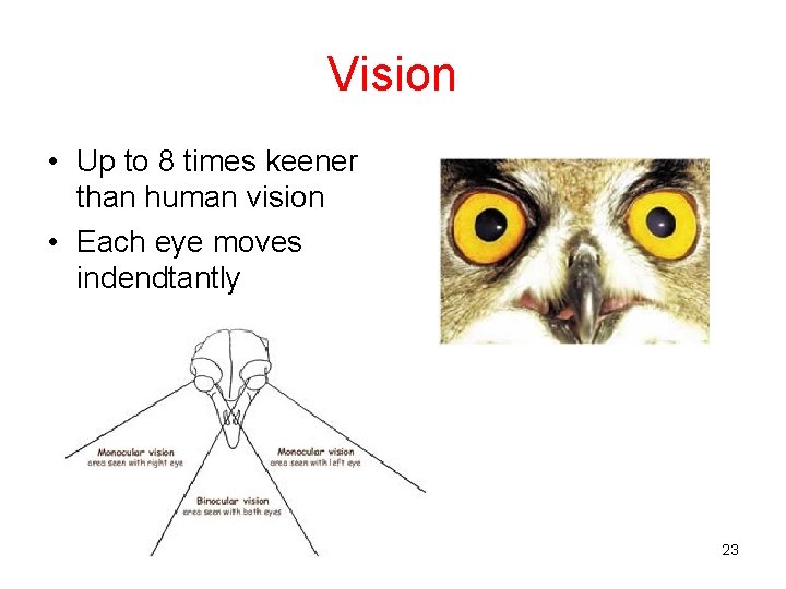 Vision • Up to 8 times keener than human vision • Each eye moves