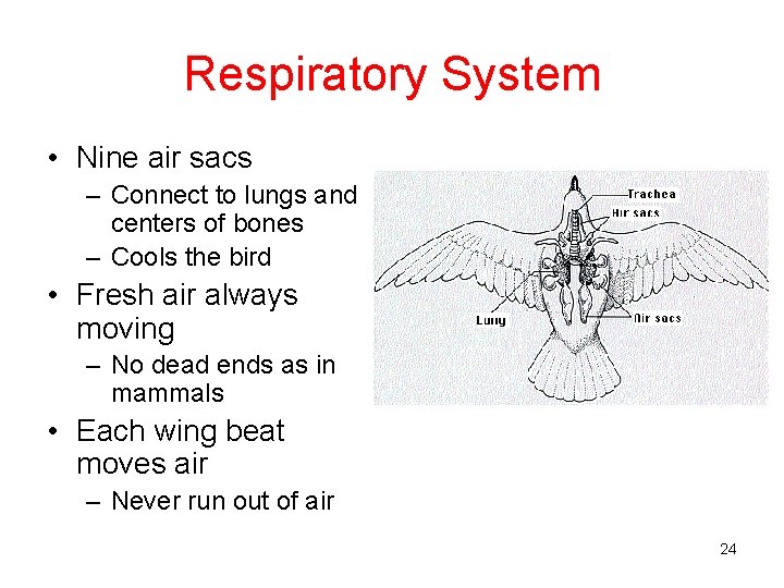 Respiratory System • Nine air sacs – Connect to lungs and centers of bones