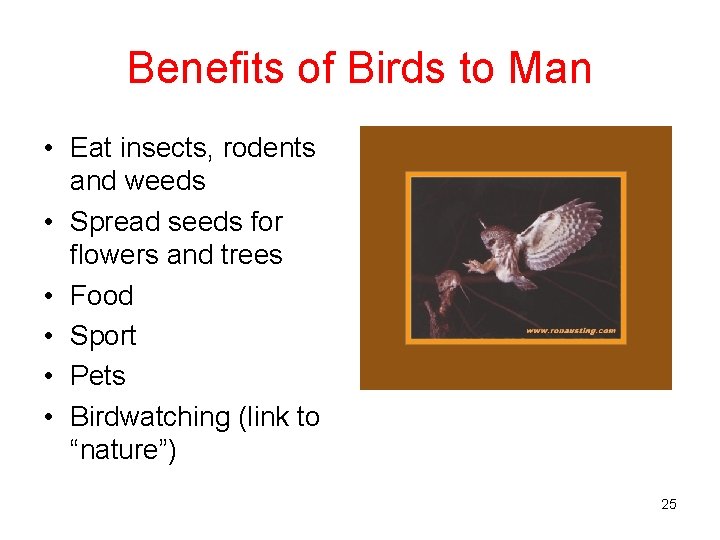 Benefits of Birds to Man • Eat insects, rodents and weeds • Spread seeds