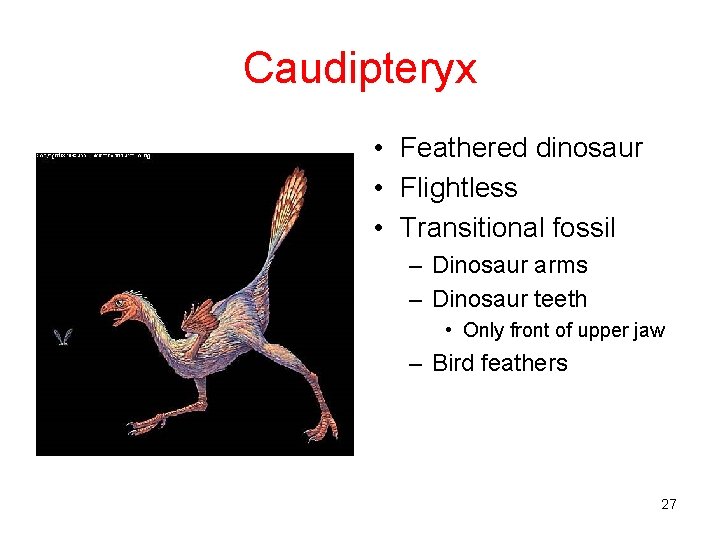 Caudipteryx • Feathered dinosaur • Flightless • Transitional fossil – Dinosaur arms – Dinosaur