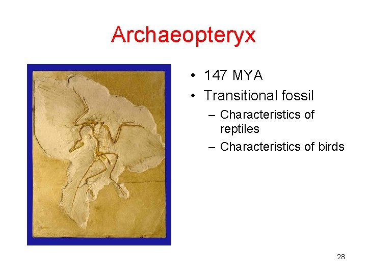 Archaeopteryx • 147 MYA • Transitional fossil – Characteristics of reptiles – Characteristics of