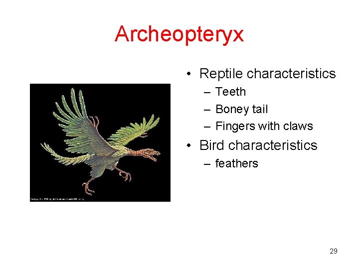 Archeopteryx • Reptile characteristics – Teeth – Boney tail – Fingers with claws •