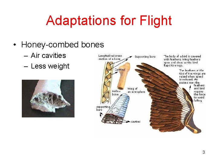 Adaptations for Flight • Honey-combed bones – Air cavities – Less weight 3 