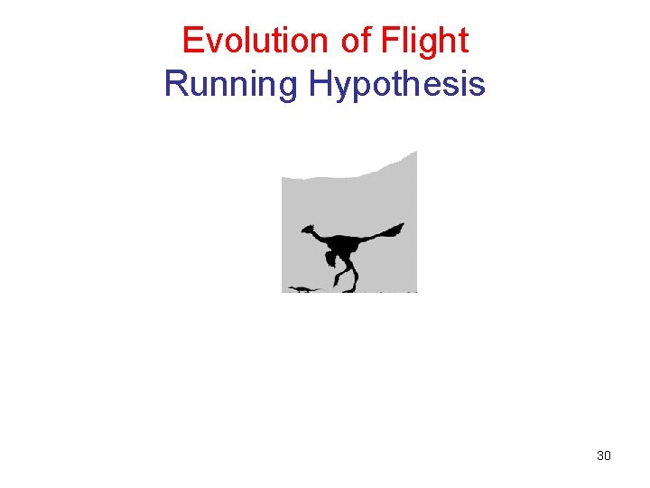 Evolution of Flight Running Hypothesis 30 