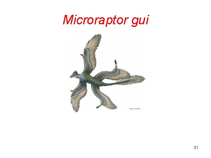 Microraptor gui 31 