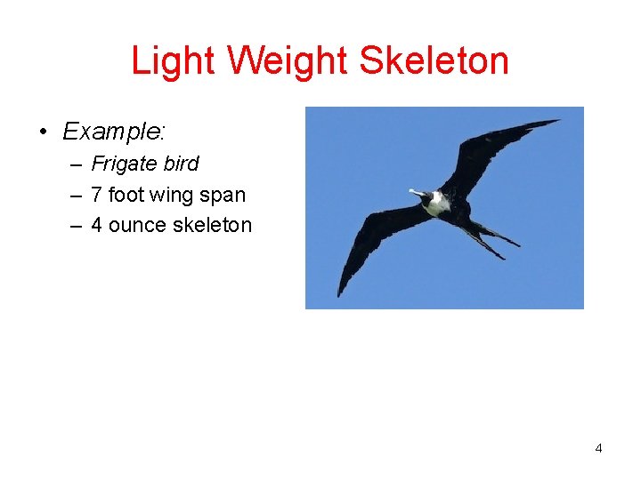 Light Weight Skeleton • Example: – Frigate bird – 7 foot wing span –