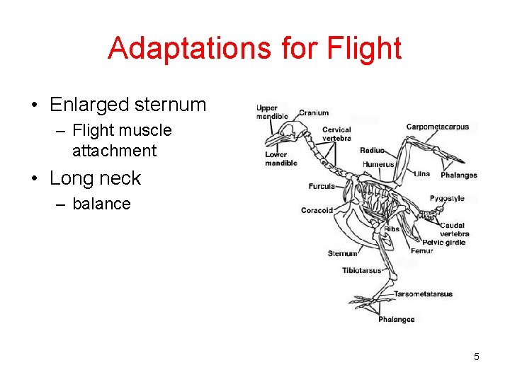 Adaptations for Flight • Enlarged sternum – Flight muscle attachment • Long neck –