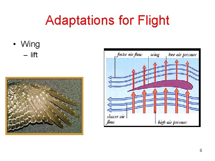 Adaptations for Flight • Wing – lift 6 