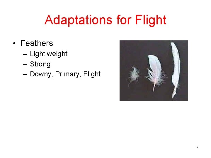 Adaptations for Flight • Feathers – Light weight – Strong – Downy, Primary, Flight