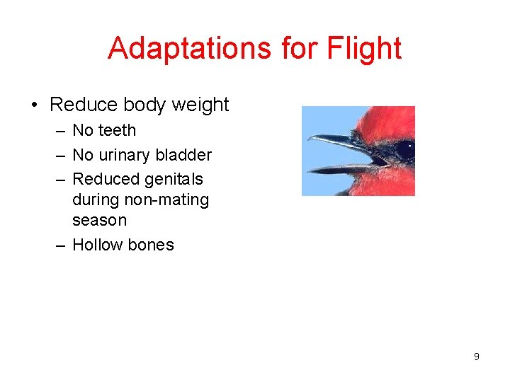 Adaptations for Flight • Reduce body weight – No teeth – No urinary bladder