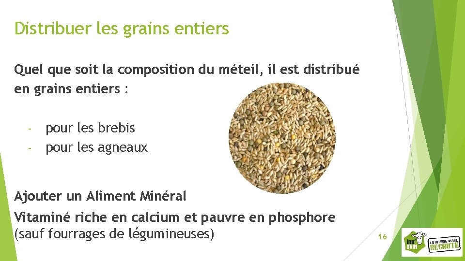 Distribuer les grains entiers Quel que soit la composition du méteil, il est distribué