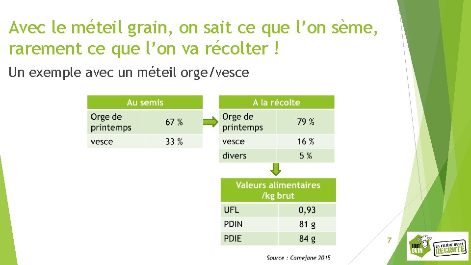 Avec le méteil grain, on sait ce que l’on sème, rarement ce que l’on