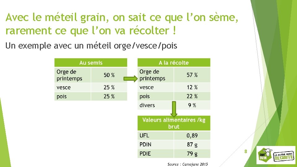 Avec le méteil grain, on sait ce que l’on sème, rarement ce que l’on