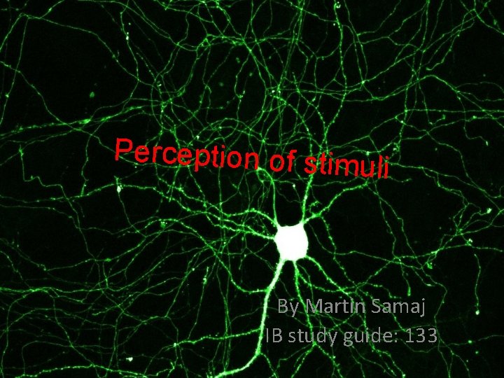 Perception of stim uli By Martin Samaj IB study guide: 133 