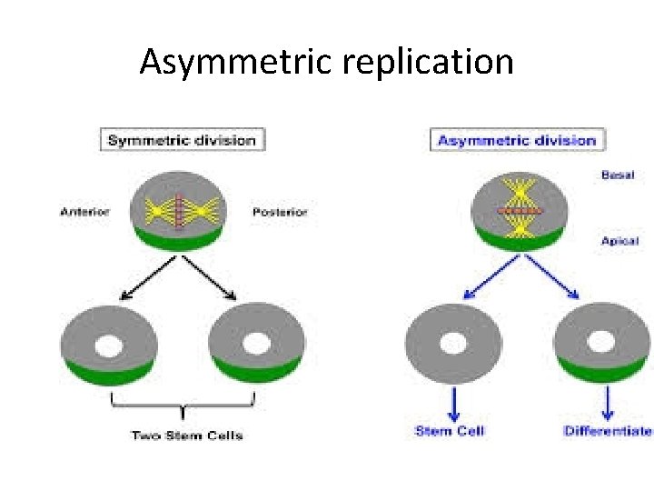 Asymmetric replication 