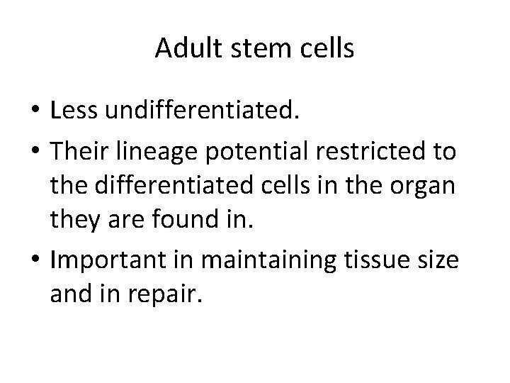 Adult stem cells • Less undifferentiated. • Their lineage potential restricted to the differentiated