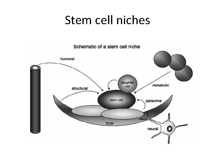 Stem cell niches 