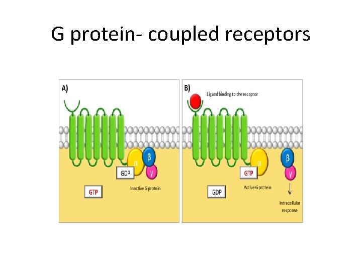 G protein- coupled receptors 