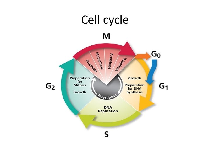 Cell cycle 