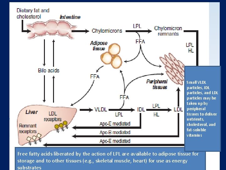 Small VLDL particles, IDL particles, and LDL particles may be taken up by peripheral