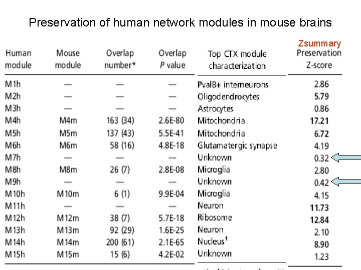 Preservation of human network modules in mouse brains Zsummary 