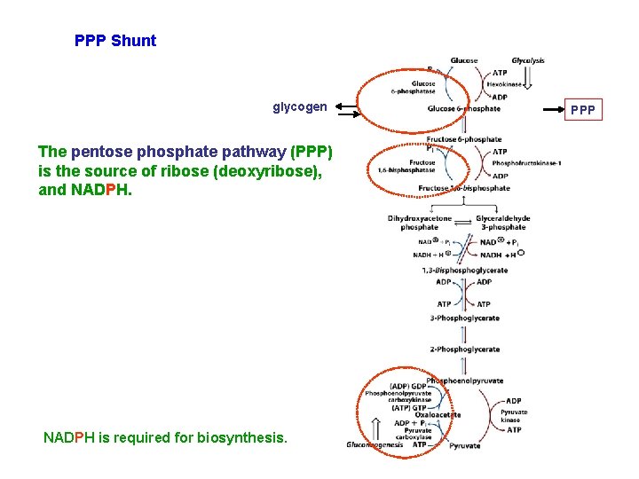 PPP Shunt glycogen The pentose phosphate pathway (PPP) is the source of ribose (deoxyribose),